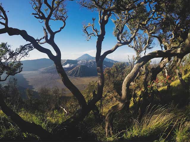 King Kong Hill Bromo Sunrise Veiwpoint
